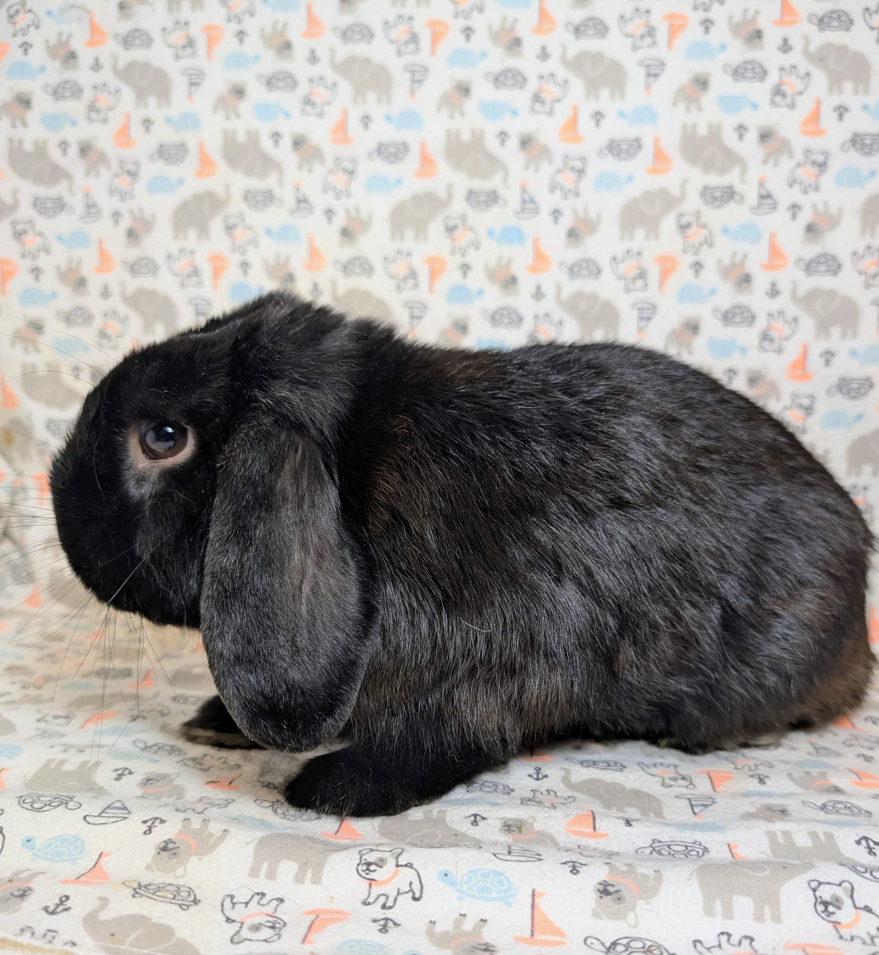 Enlarge Billingsley , an adopted Lop Eared in Lake Elsinore, CA image 4/6