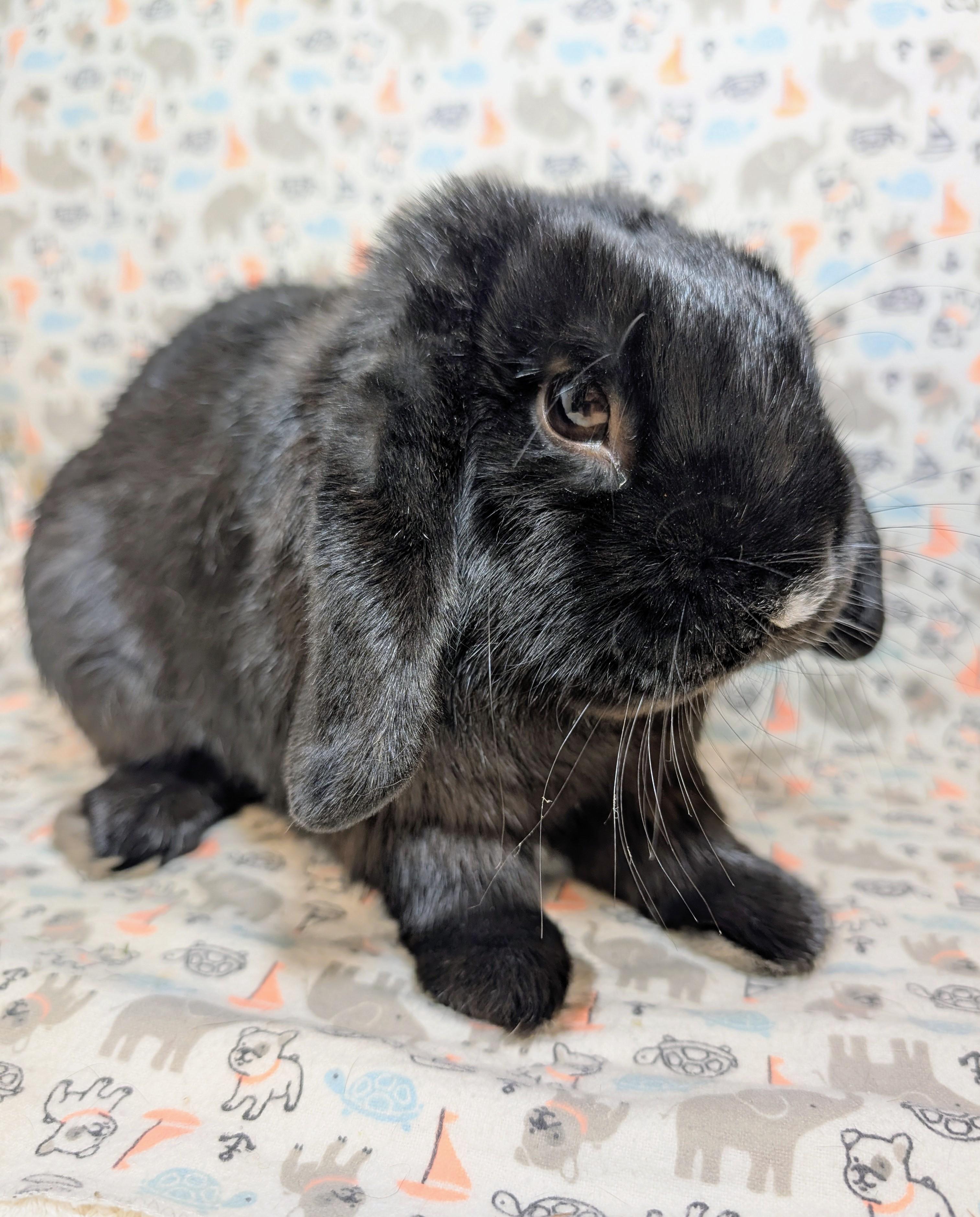 Enlarge Billingsley , an adopted Lop Eared in Lake Elsinore, CA image 3/6