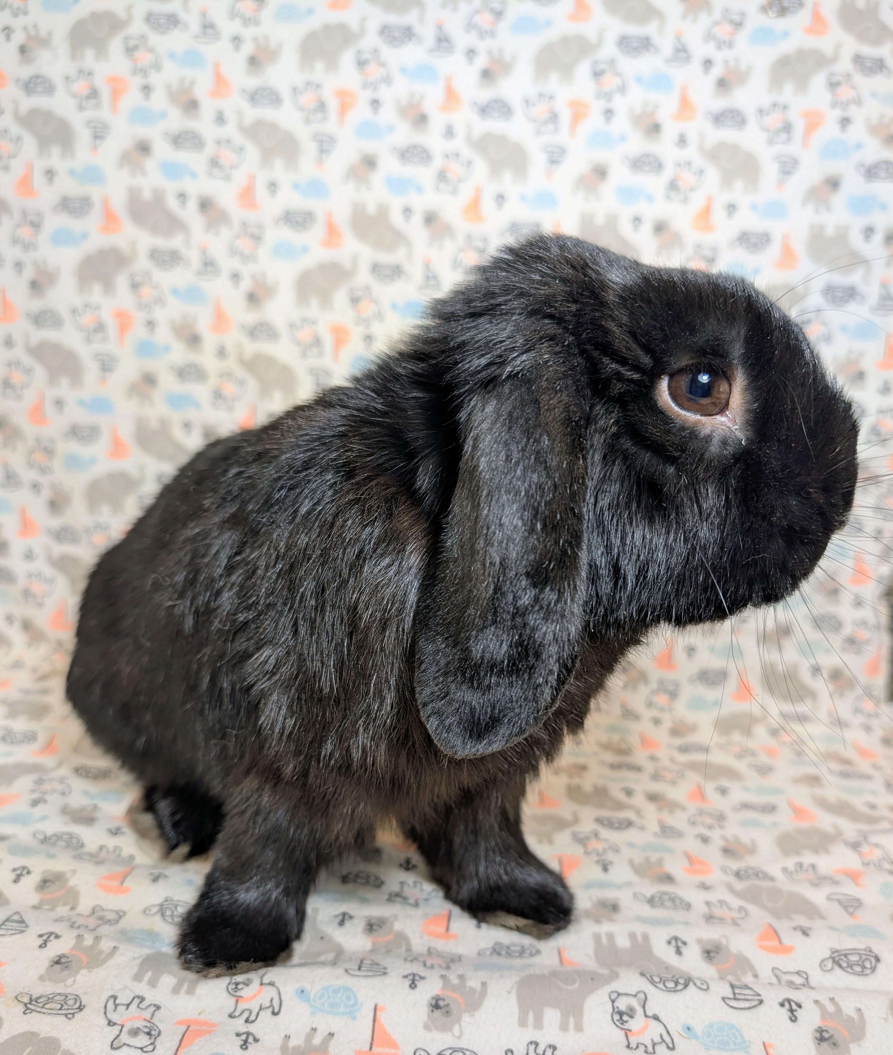 Enlarge Billingsley , an adopted Lop Eared in Lake Elsinore, CA image 2/6