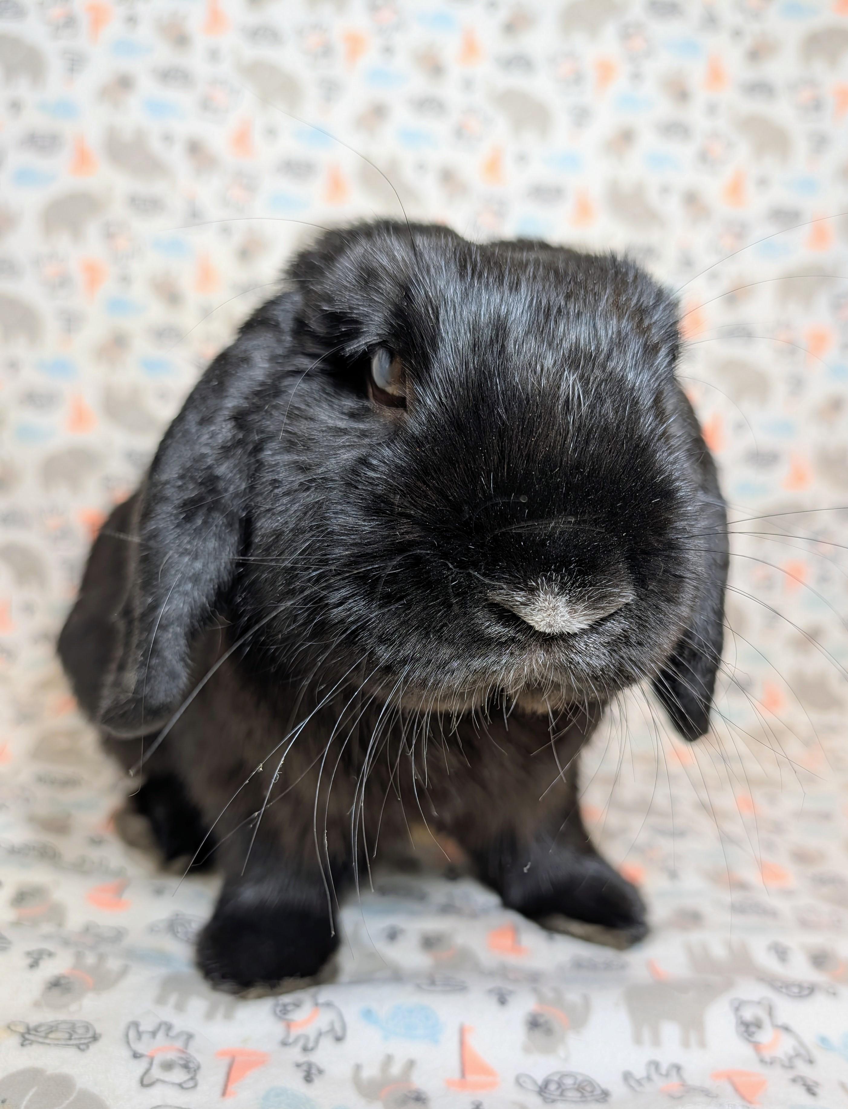 Enlarge Billingsley , an adopted Lop Eared in Lake Elsinore, CA image 1/6