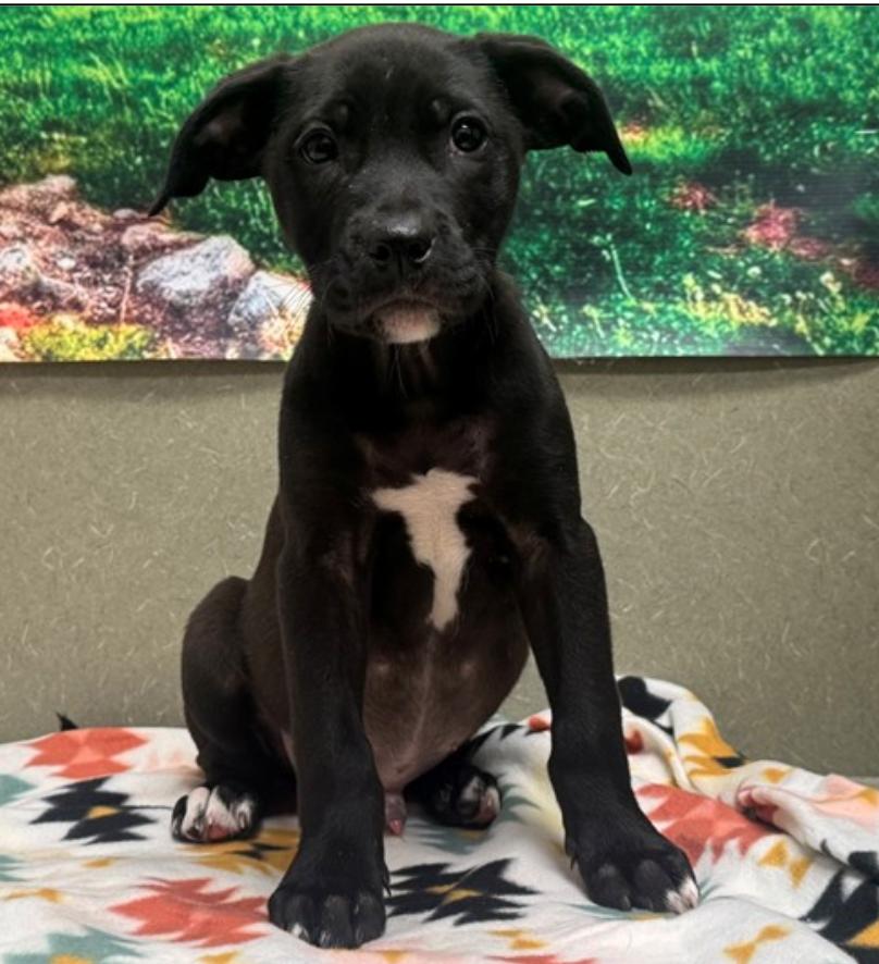 Enlarge ADOPT A PUPPY TODAY! I'M REUBAN, an adopted mixed breed in encinitas, CA image 2/2