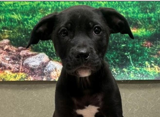 Enlarge ADOPT A PUPPY TODAY! I'M REUBAN, an adopted mixed breed in encinitas, CA image 1/2