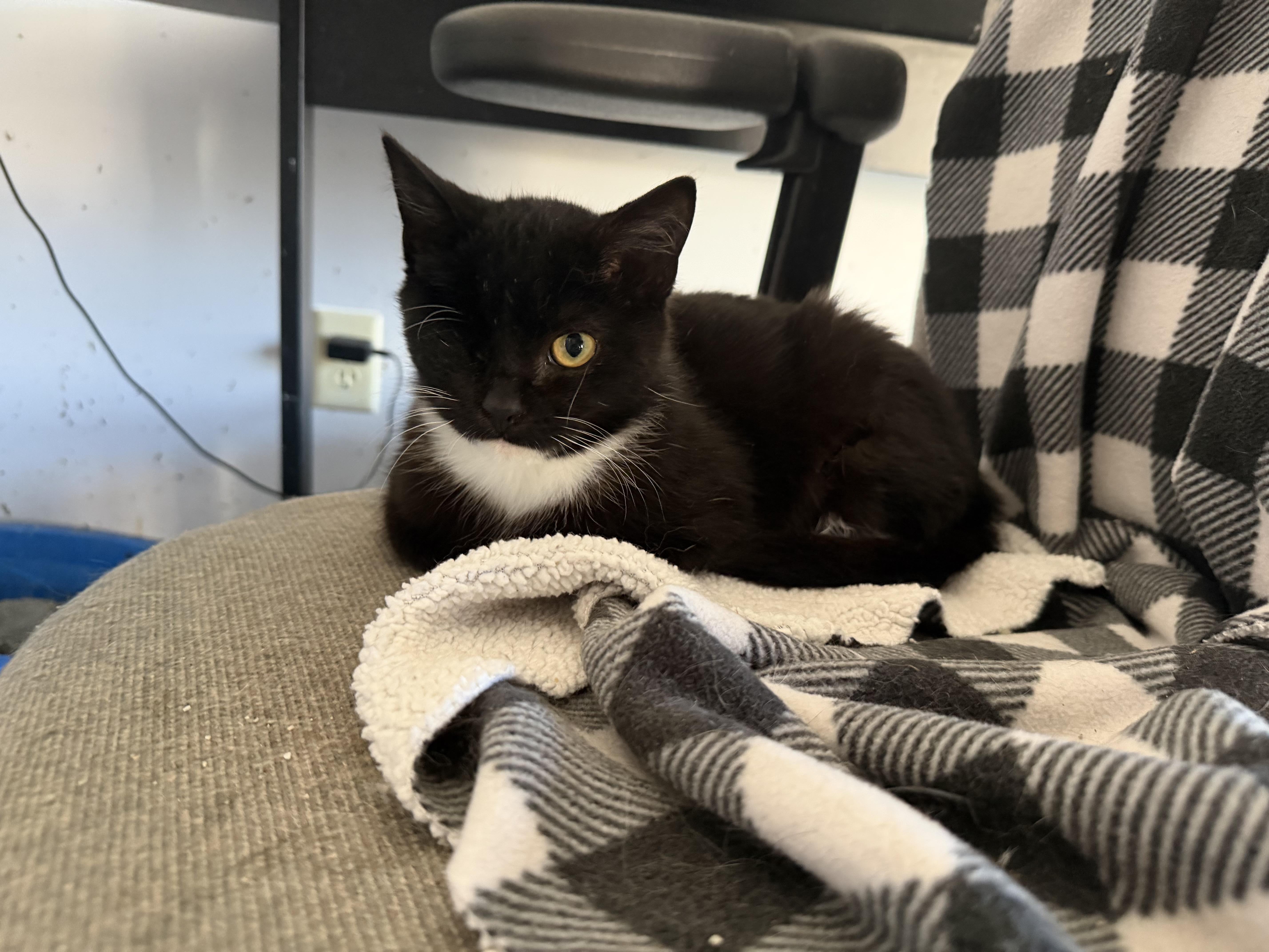 Enlarge Punky, a ADOPTABLE Domestic Short Hair in Kirklin, IN image 3/3