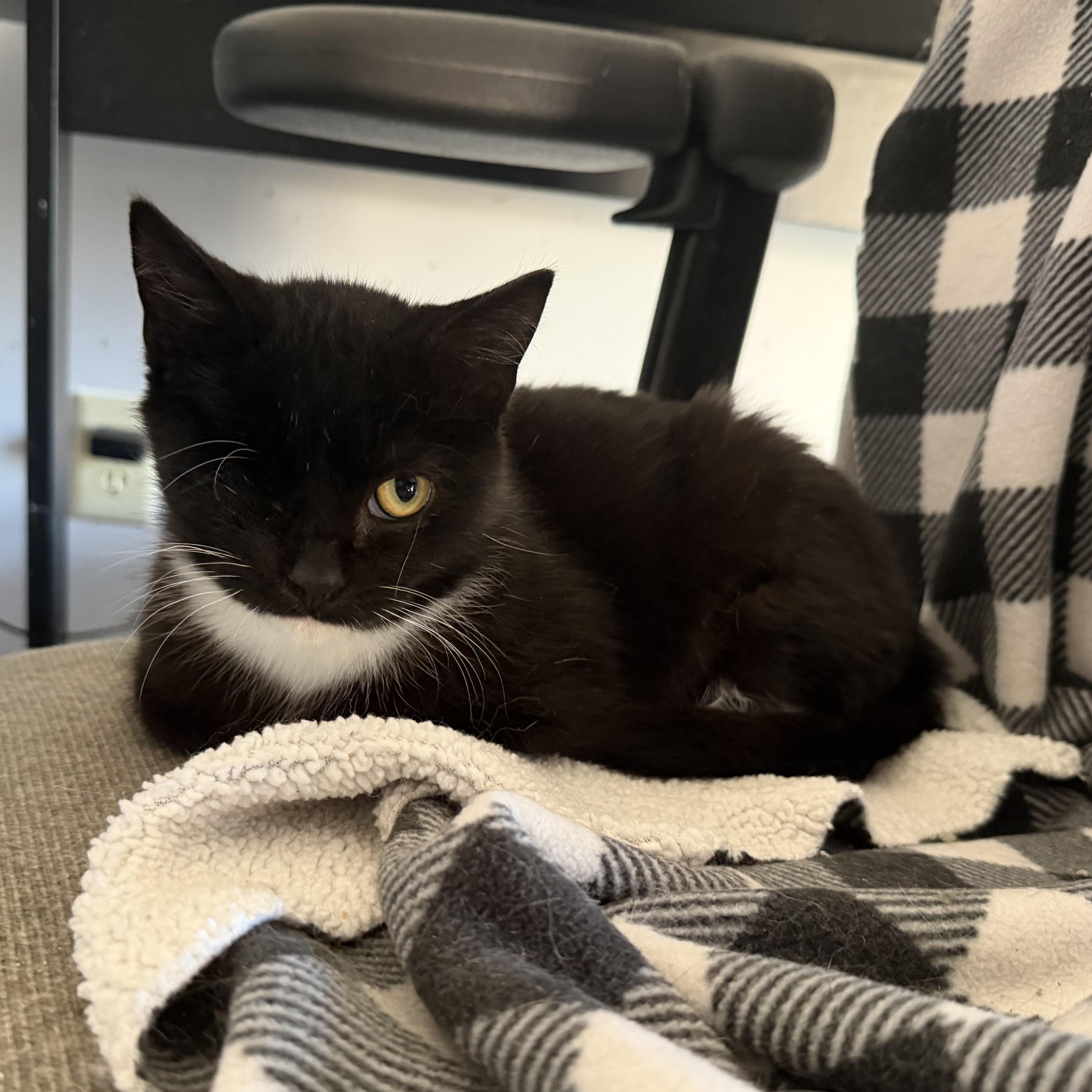 Enlarge Punky, a ADOPTABLE Domestic Short Hair in Kirklin, IN image 1/3