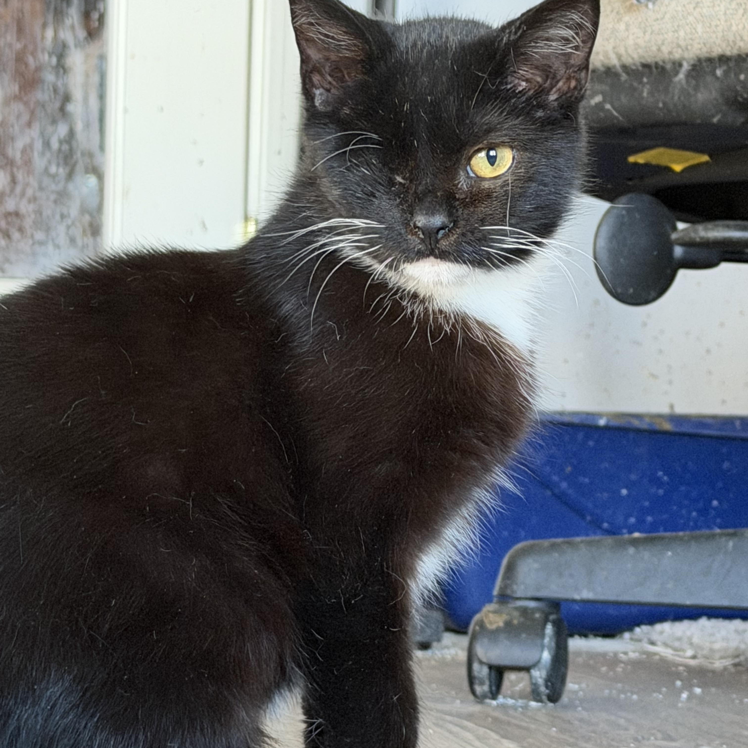 Enlarge Punky, a ADOPTABLE Domestic Short Hair in Kirklin, IN image 2/3