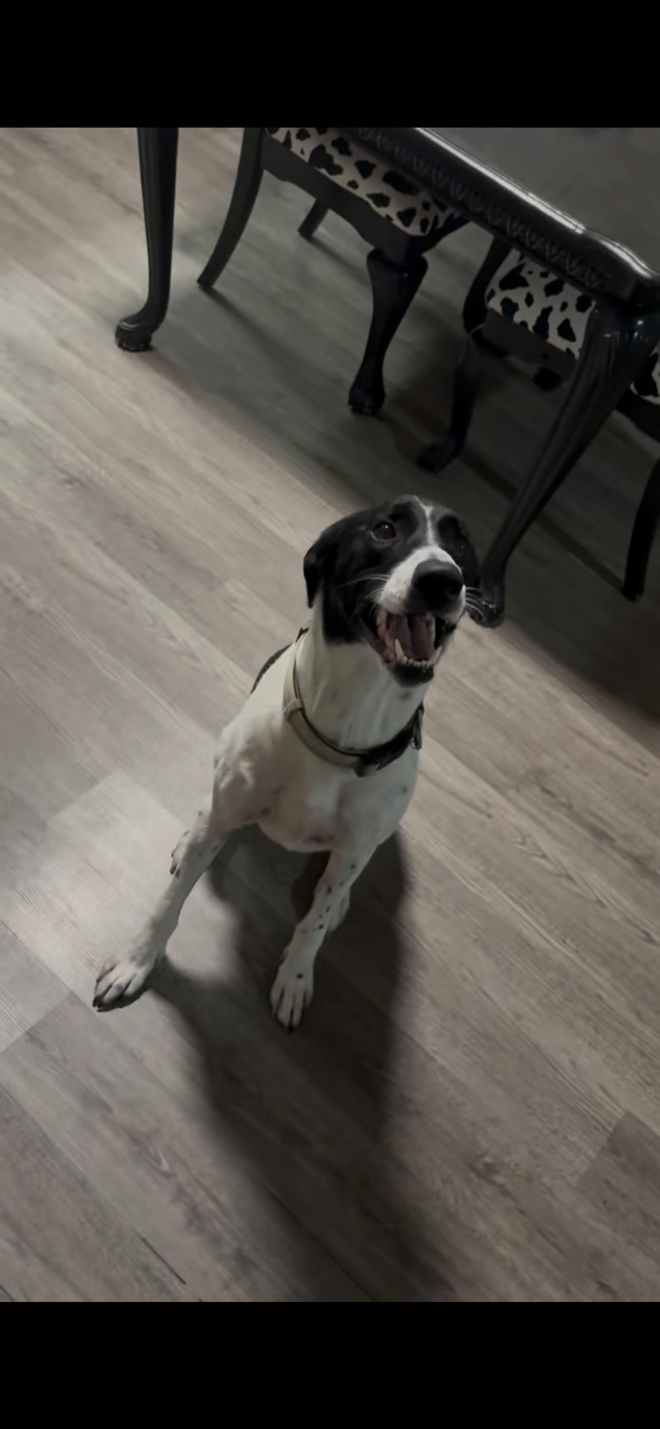 Sturgill, a Adoptable mixed breed in Leming, TX image 3/5