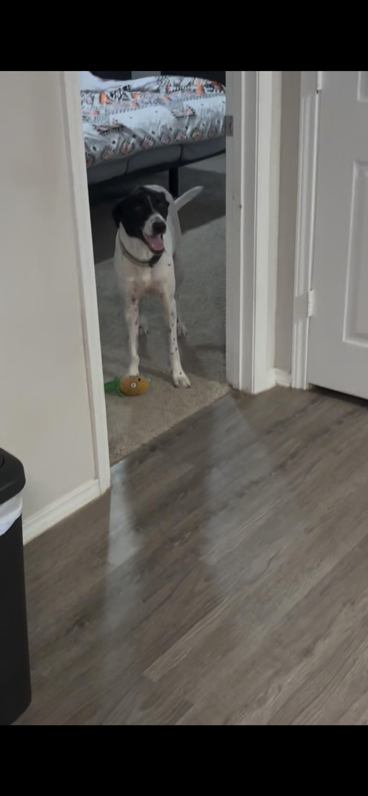 Sturgill, a Adoptable mixed breed in Leming, TX image 5/5