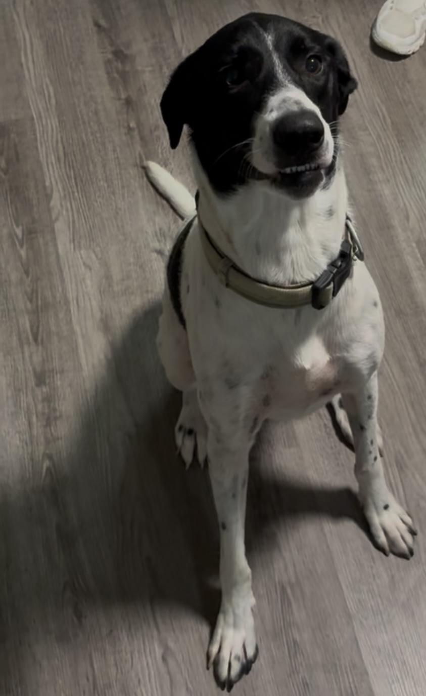 Sturgill, a Adoptable mixed breed in Leming, TX image 1/5