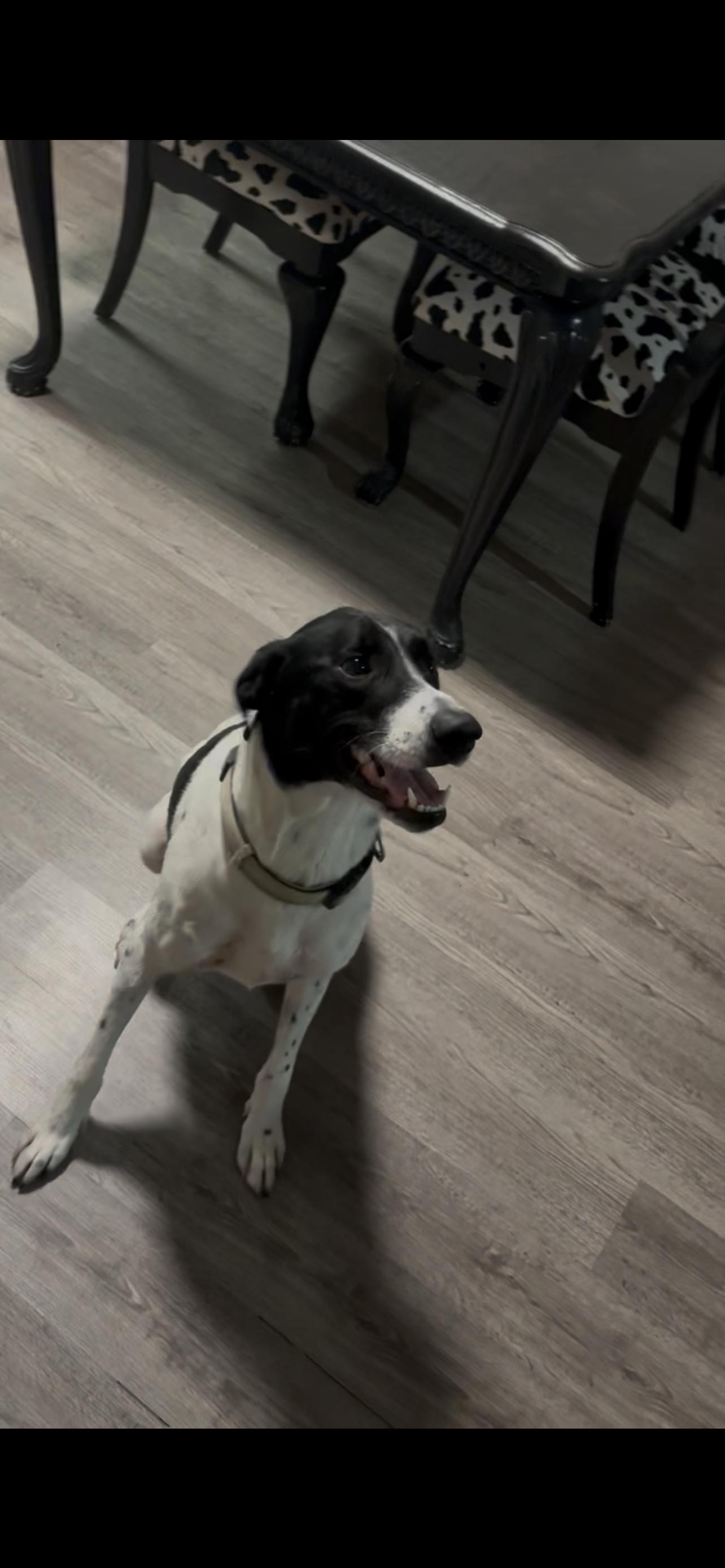 Sturgill, a Adoptable mixed breed in Leming, TX image 2/5