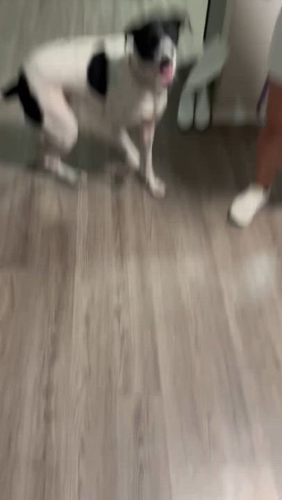 Enlarge Sturgill, a Adoptable mixed breed in Leming, TX video 4/5