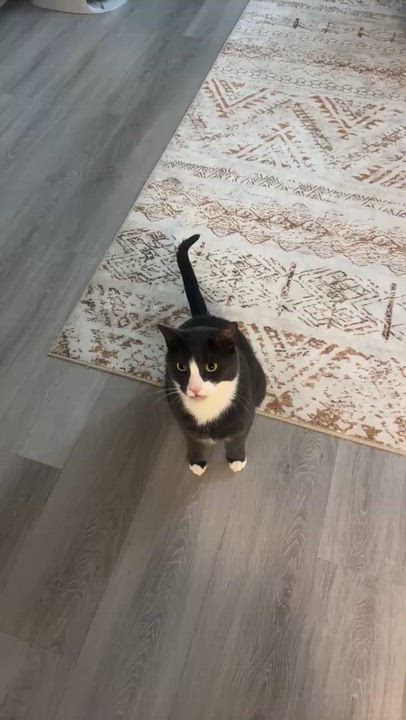 Enlarge Bao Bao, a ADOPTABLE mixed breed in Flushing, NY video 5/5
