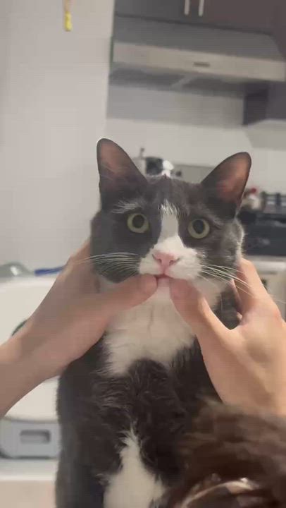Enlarge Bao Bao, a ADOPTABLE mixed breed in Flushing, NY video 3/5