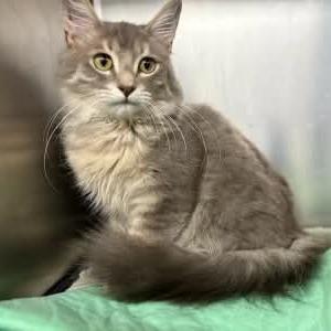 Enlarge Brant, a Adoptable Domestic Medium Hair in Williston, FL image 1/1