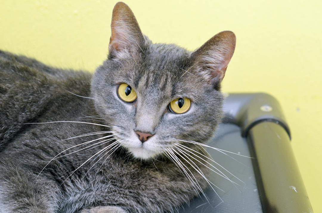 Mina, adopted, Adult Female Domestic Short Hair & Tiger.