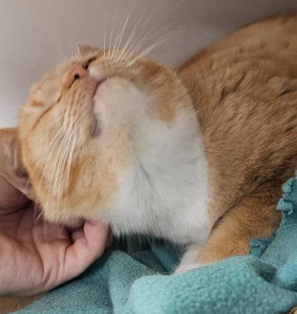 Cedar Cutoff, needs a cat buddy, Adoptable, Young Female Domestic Short Hair & Domestic Short Hair.