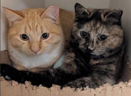 Enlarge Cedar Cutoff, needs a cat buddy, a Adoptable mixed breed in Hudson, MA image 2/3