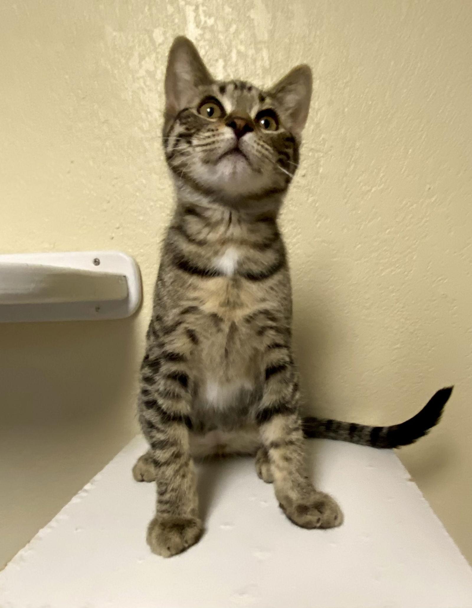 Glimmer, Adoptable, Young Female Domestic Short Hair & Tabby.