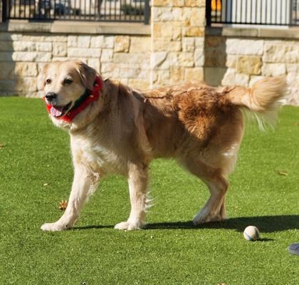April, Adoptable, Senior Female Golden Retriever & Mixed Breed.