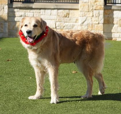 Enlarge April, a Adoptable mixed breed in North Richland Hills, TX image 2/3