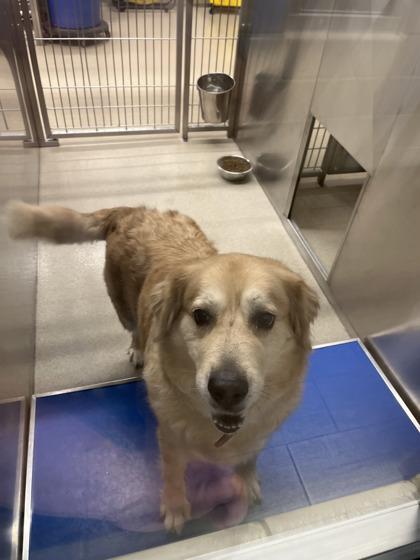 Enlarge April, a Adoptable mixed breed in North Richland Hills, TX image 1/1