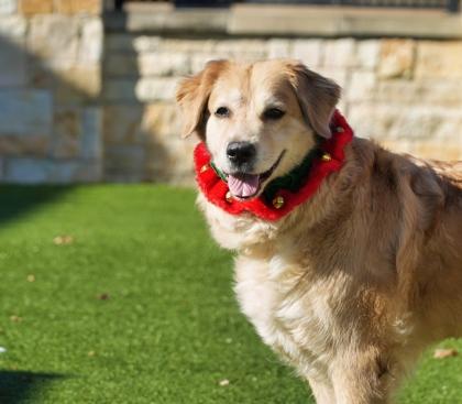 Enlarge April, a Adoptable mixed breed in North Richland Hills, TX image 3/3