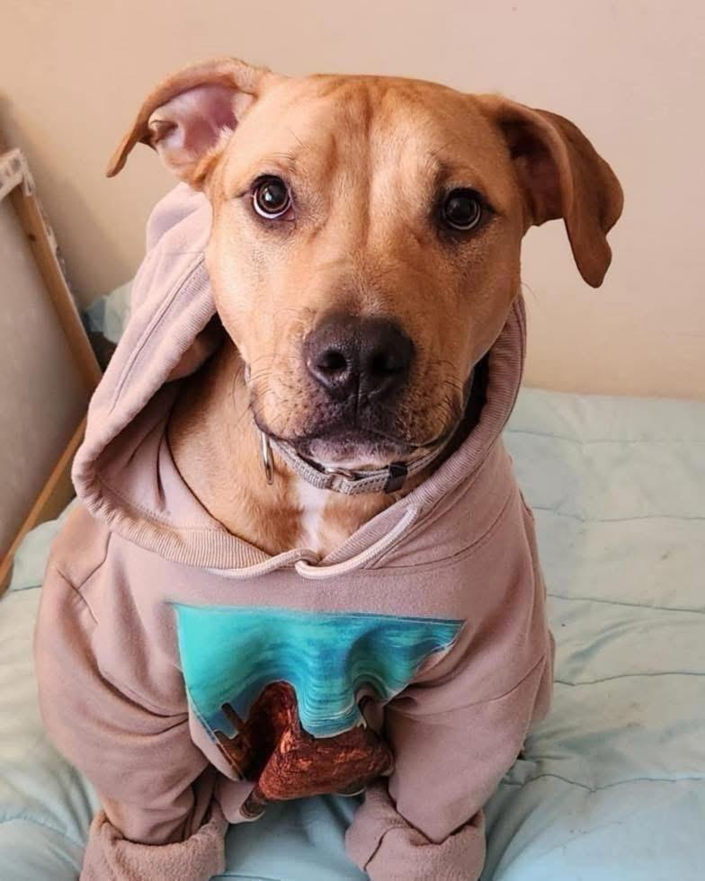 Tater Tot, Adoptable, Adult Male Mastiff.