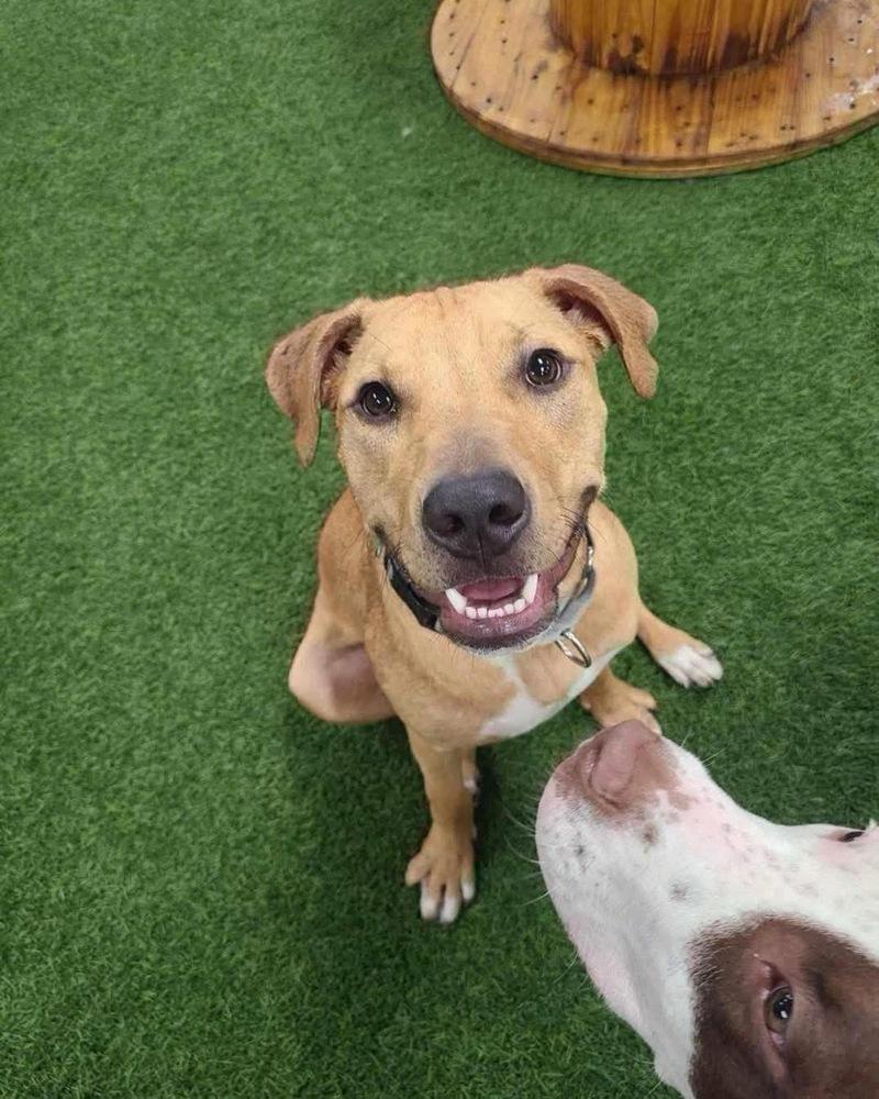 Enlarge Tater Tot, a Adoptable mixed breed in Amherst, NY image 3/6