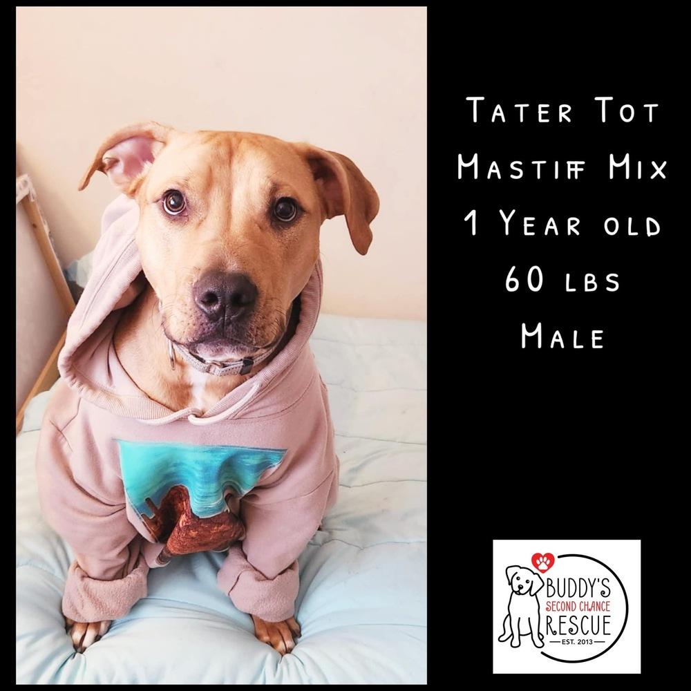 Enlarge Tater Tot, a Adoptable mixed breed in Amherst, NY image 4/6