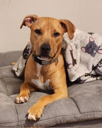 Enlarge Tater Tot, a Adoptable mixed breed in Amherst, NY image 5/6
