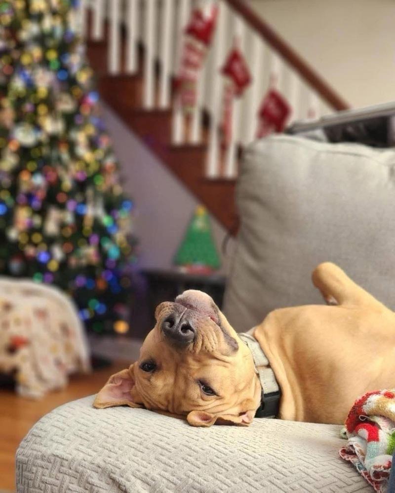 Enlarge Tater Tot, a Adoptable mixed breed in Amherst, NY image 6/6