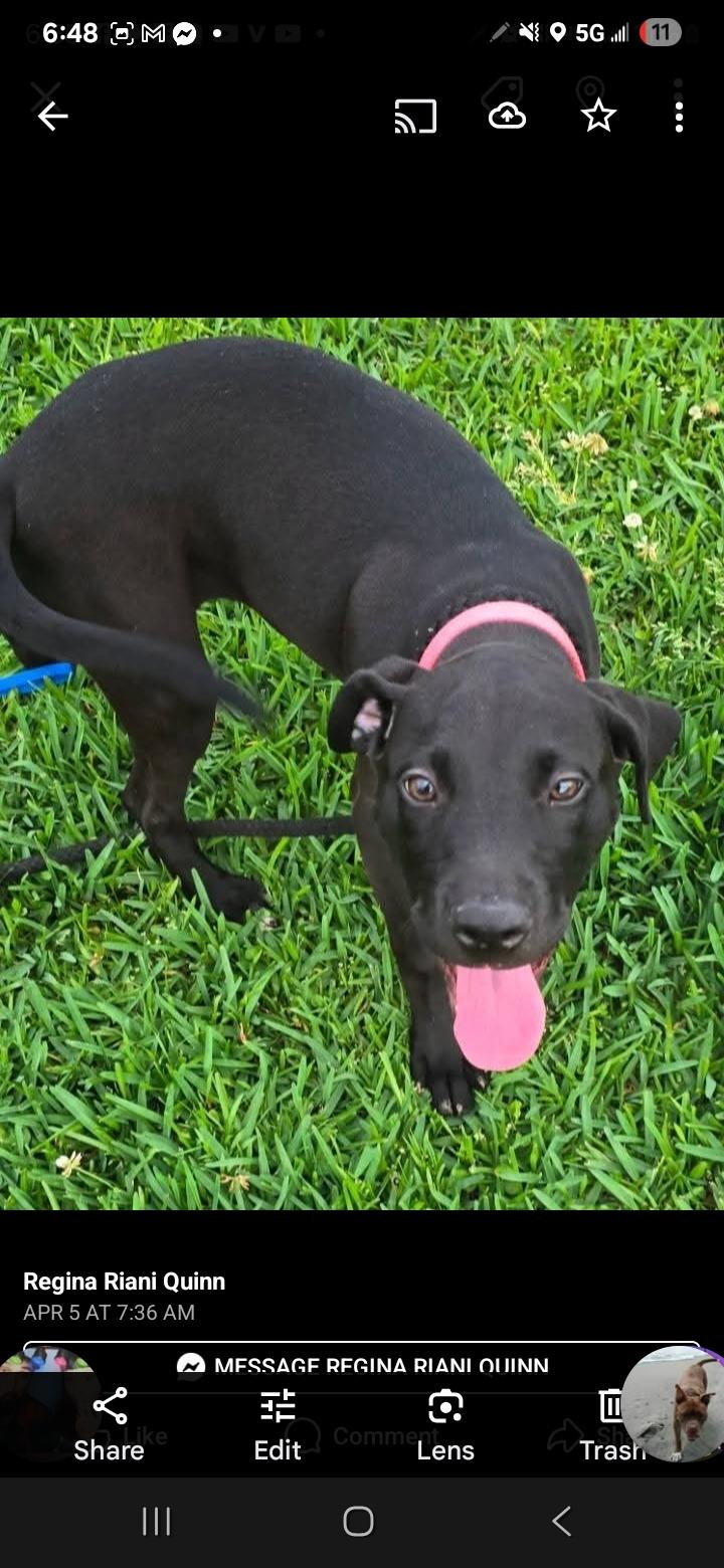 Enlarge WENDY, a Adoptable mixed breed in Kaplan, LA image 1/1