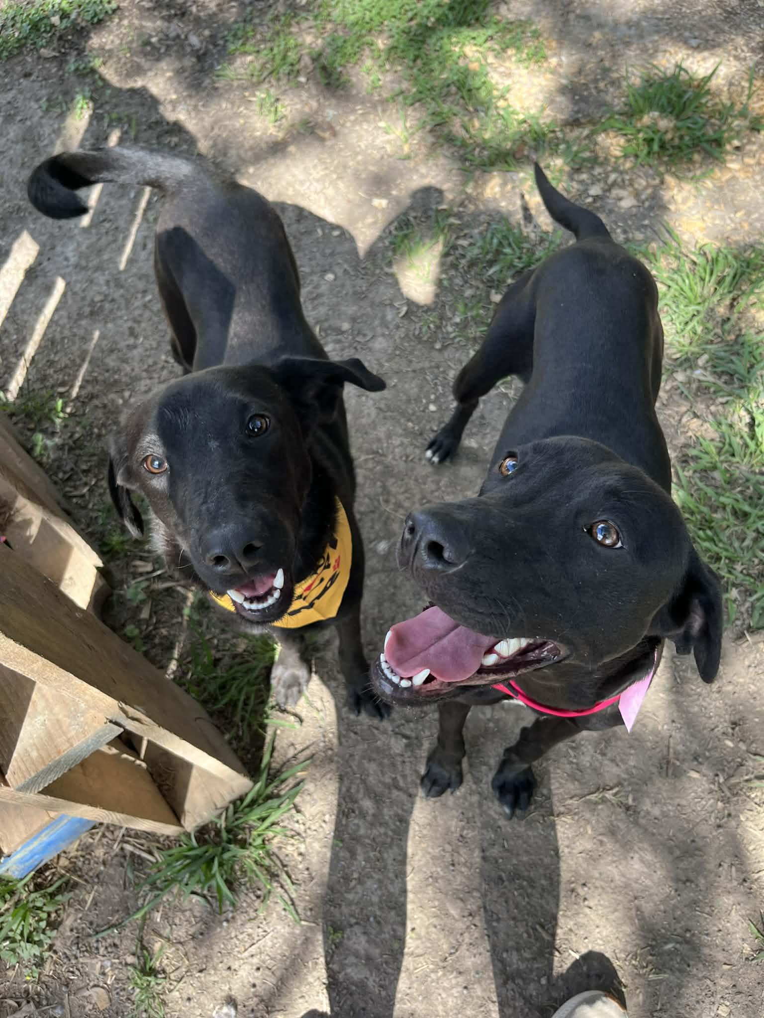 Ebony / aka Wendy, a Adoptable mixed breed in Kaplan, LA image 2/3