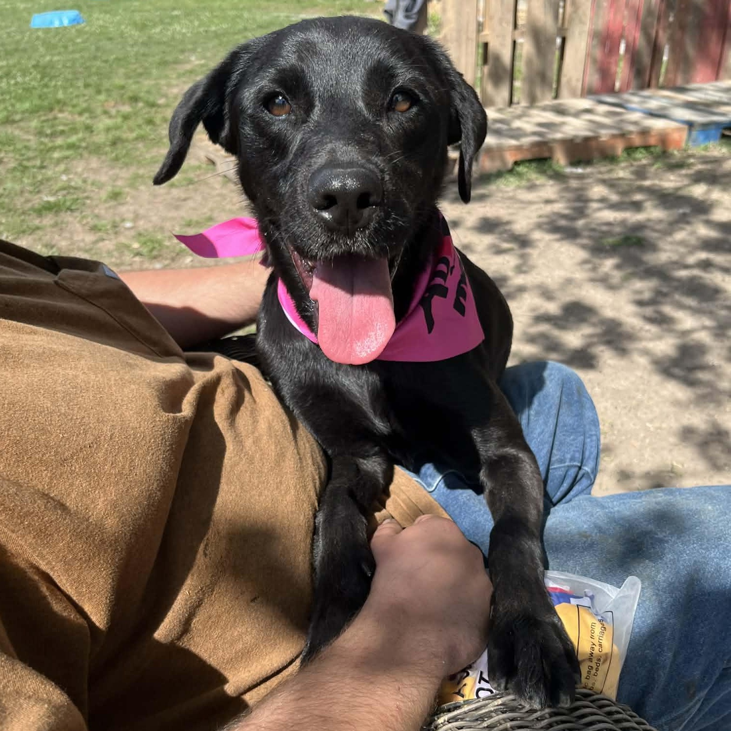 Ebony / aka Wendy, a Adoptable mixed breed in Kaplan, LA image 1/3