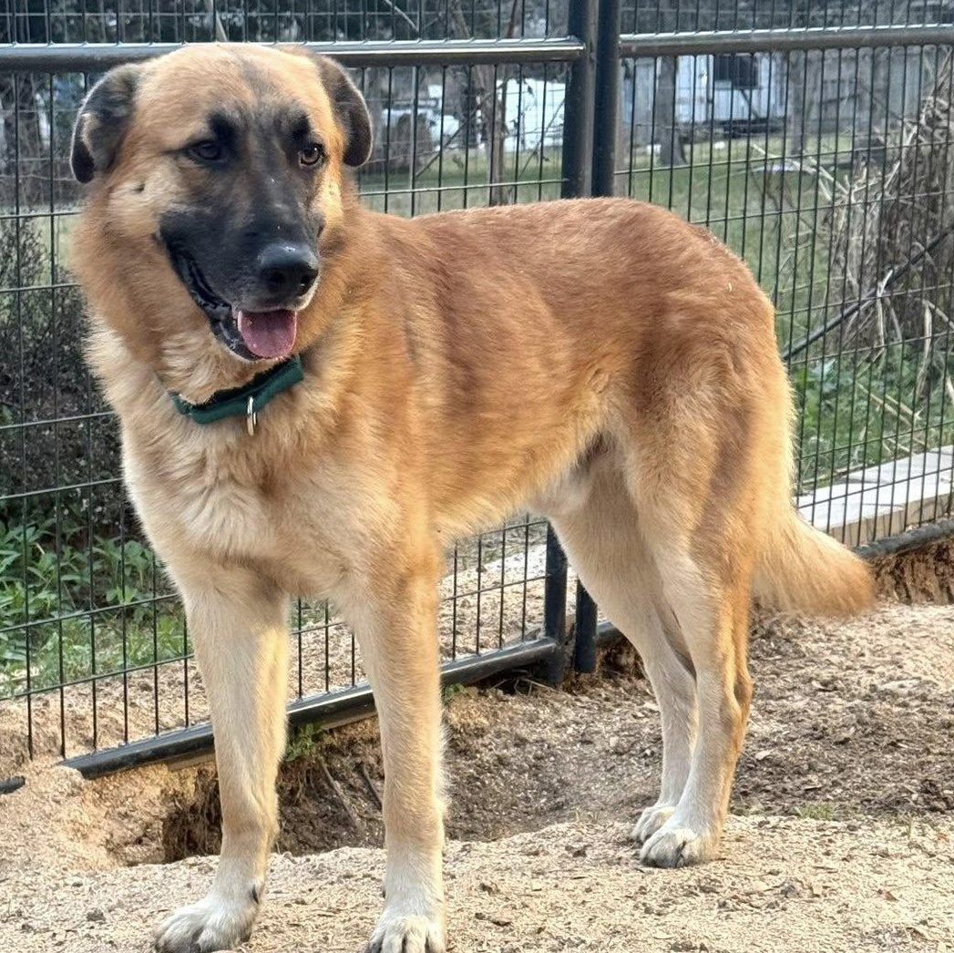 Enlarge WINSTON- HOUSTON, TX, a ADOPTABLE mixed breed in Alvin, TX image 2/2