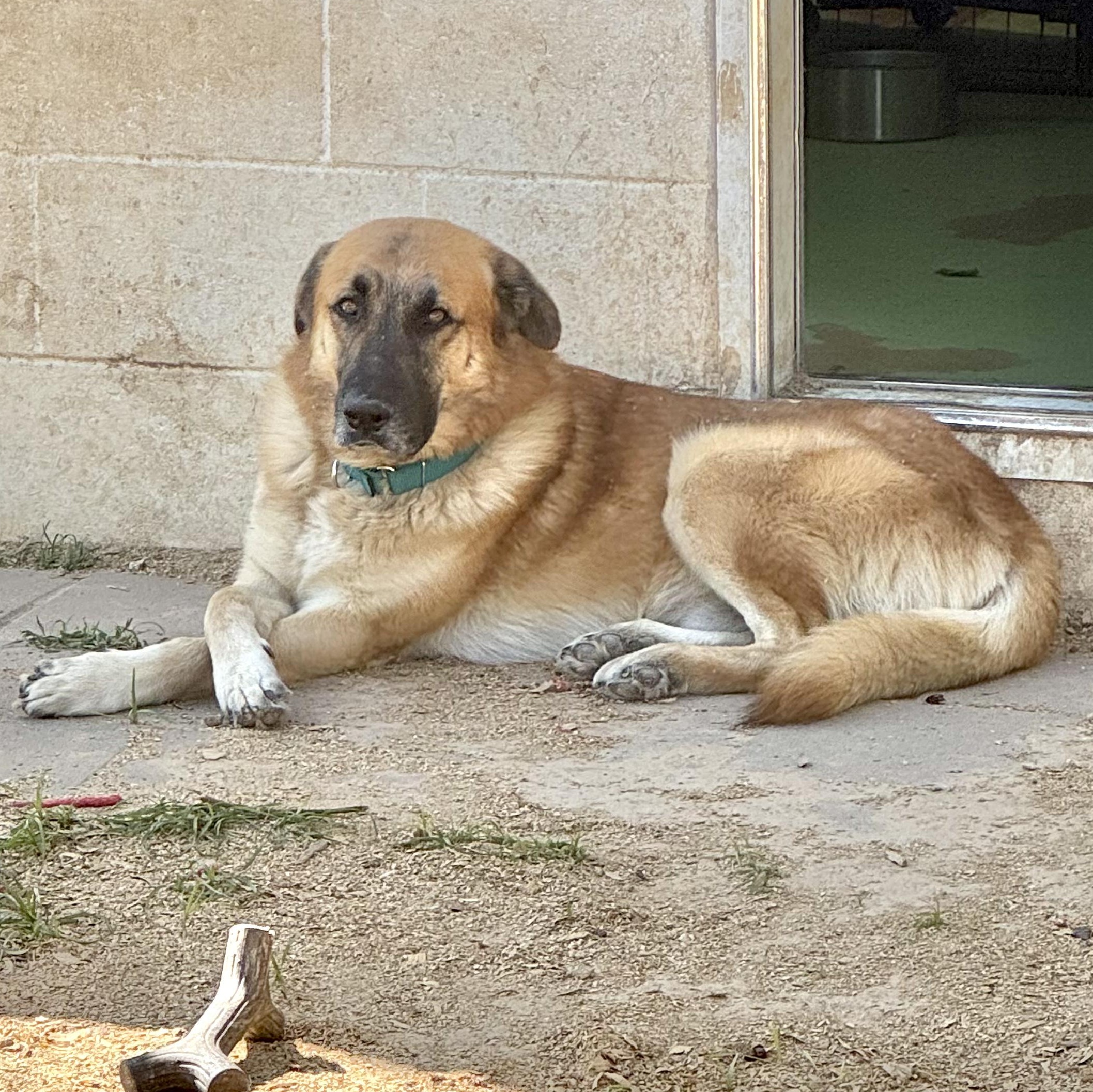 Enlarge WINSTON- HOUSTON, TX, a ADOPTABLE mixed breed in Alvin, TX image 1/2