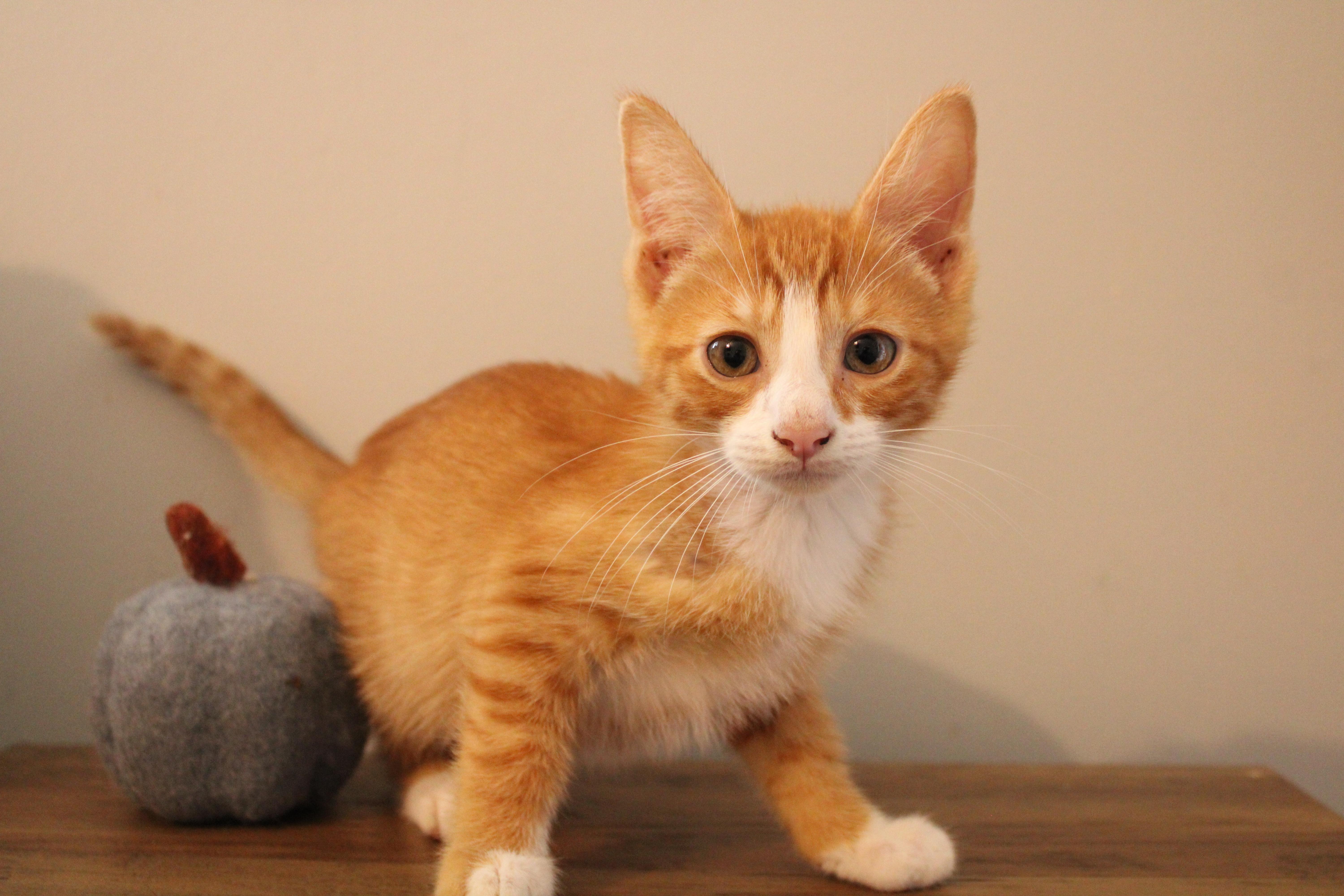 Enlarge Rudy, a Adoptable Domestic Short Hair in Beulah, MI image 5/5
