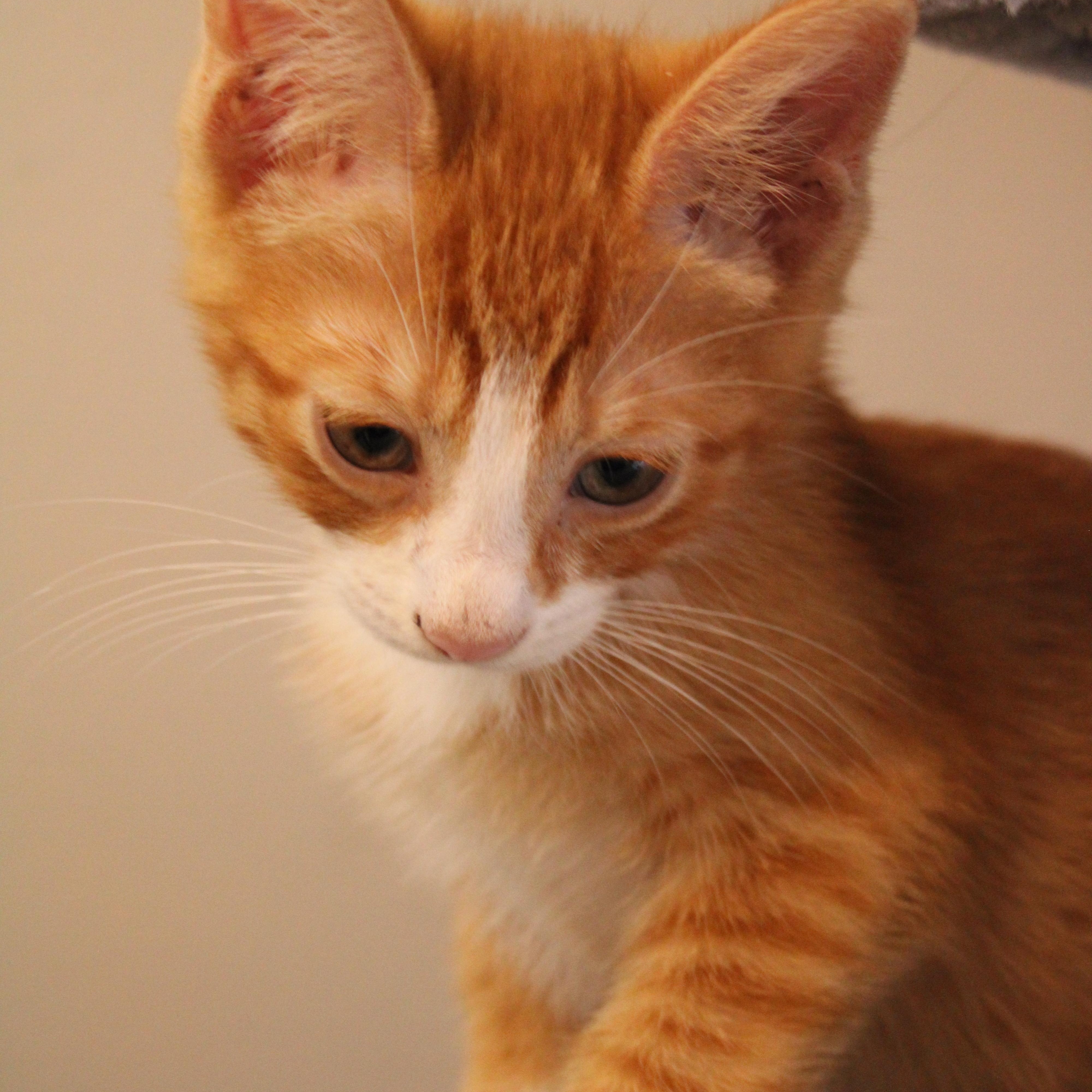 Enlarge Rudy, a Adoptable Domestic Short Hair in Beulah, MI image 3/5