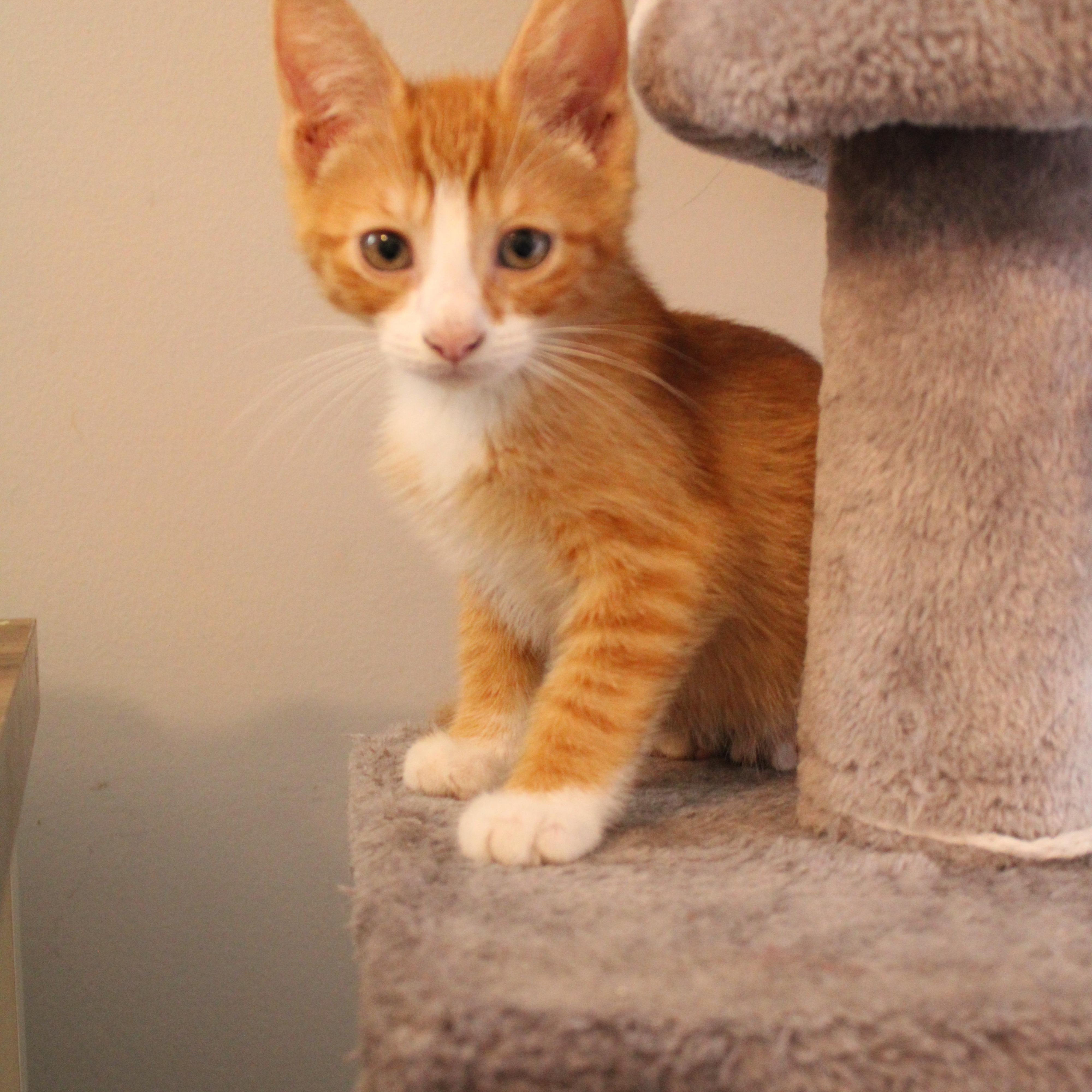 Enlarge Rudy, a Adoptable Domestic Short Hair in Beulah, MI image 2/5