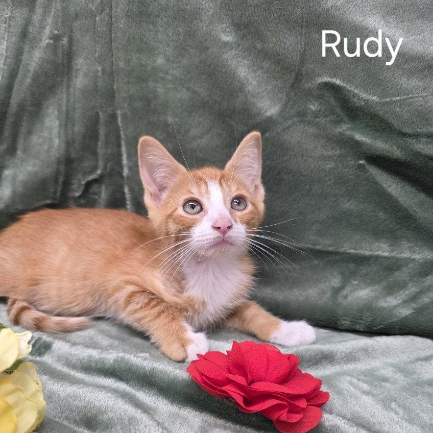 Rudy, Adoptable, Kitten Male Domestic Short Hair.