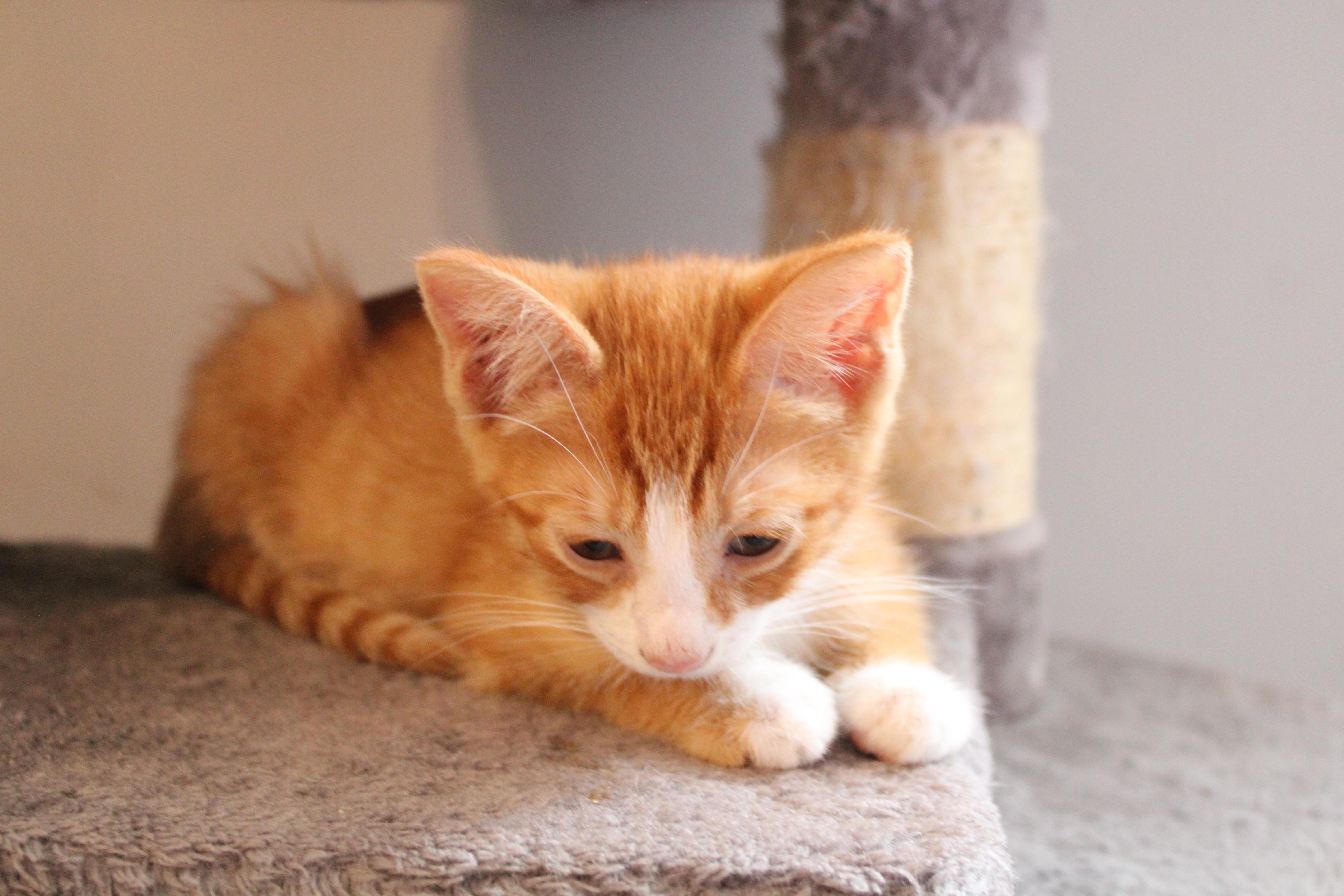 Enlarge Rudy, a Adoptable Domestic Short Hair in Beulah, MI image 4/5