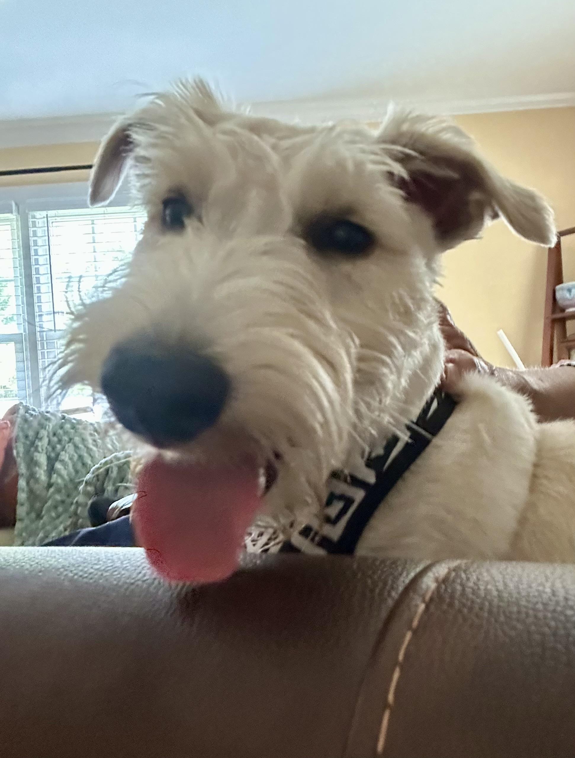 Jack, adopted, Puppy Male Scottish Terrier.