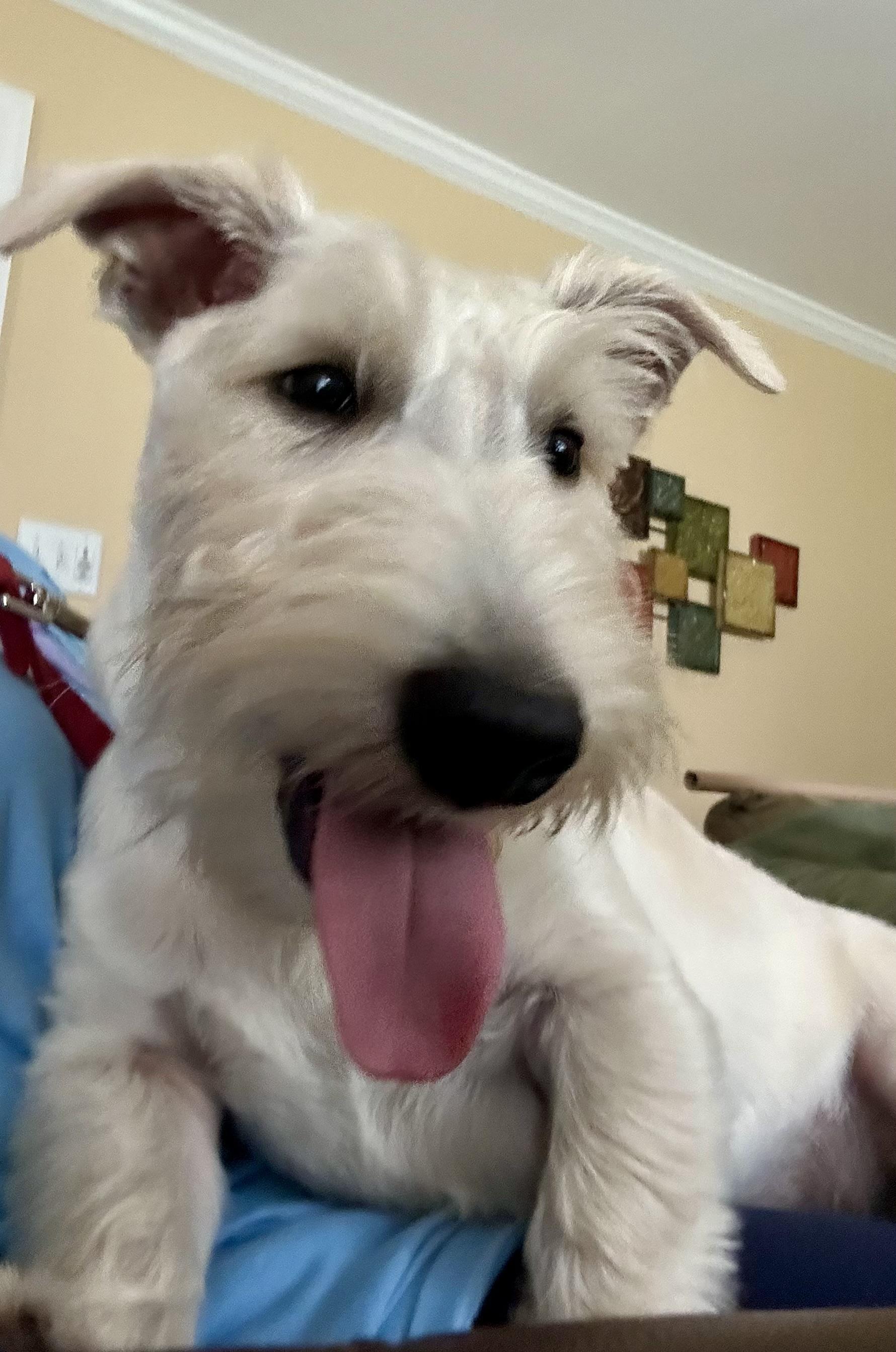 Enlarge Jack, an adopted Scottish Terrier in Rockaway, NJ image 4/6
