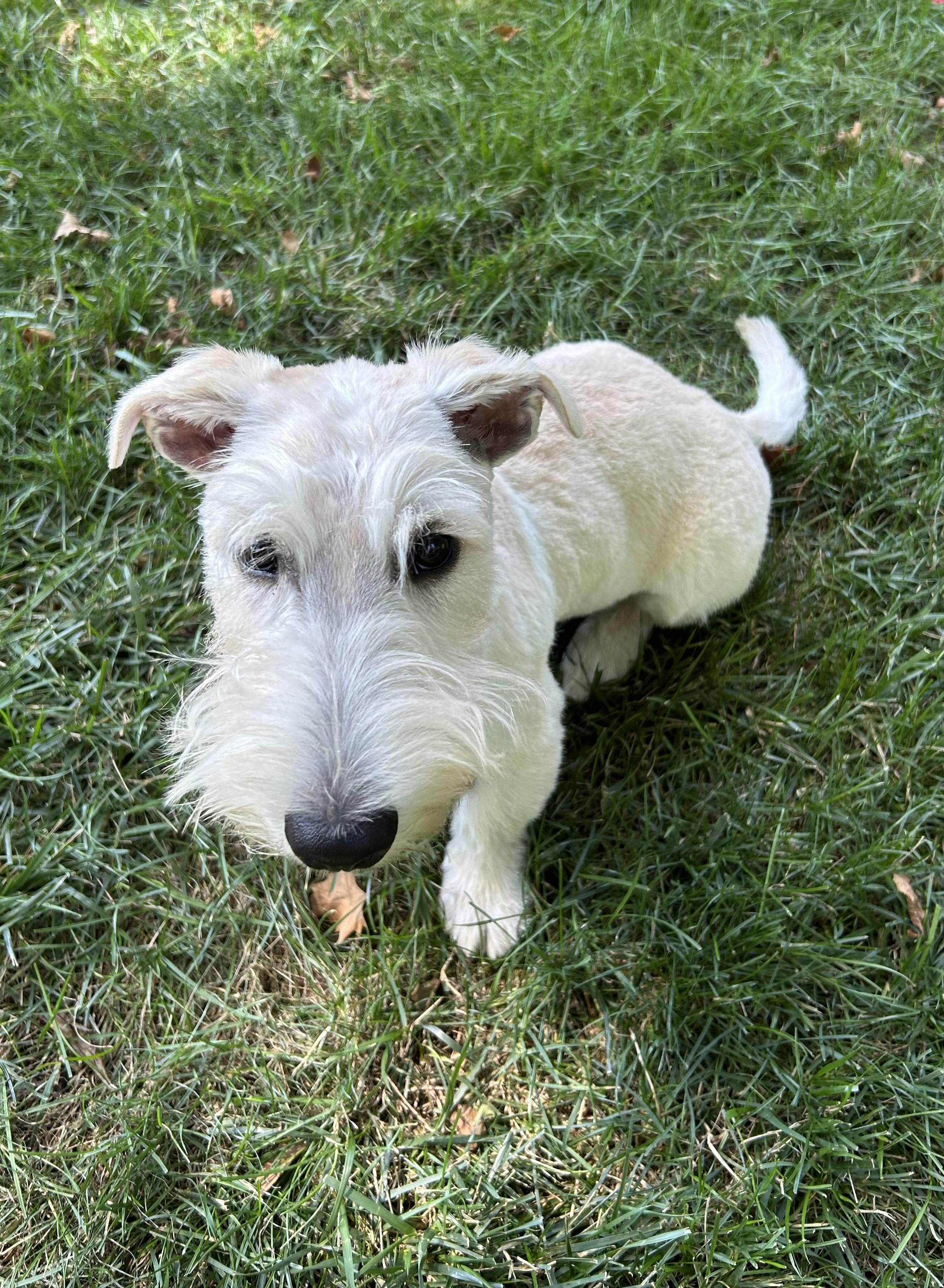 Enlarge Jack, an adopted Scottish Terrier in Rockaway, NJ image 3/6