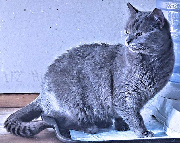 Carly, Adoptable, Young Female Domestic Short Hair.