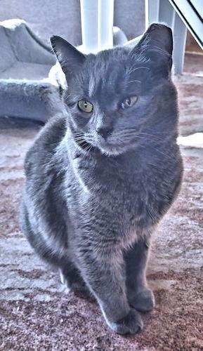 Enlarge Carly, a Adoptable Domestic Short Hair in Rutherfordton, NC image 2/3