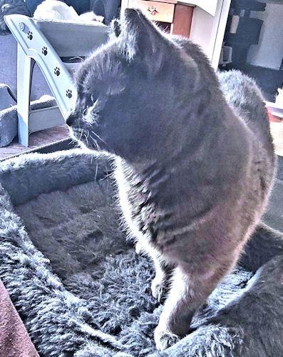 Enlarge Carly, a Adoptable Domestic Short Hair in Rutherfordton, NC image 3/3