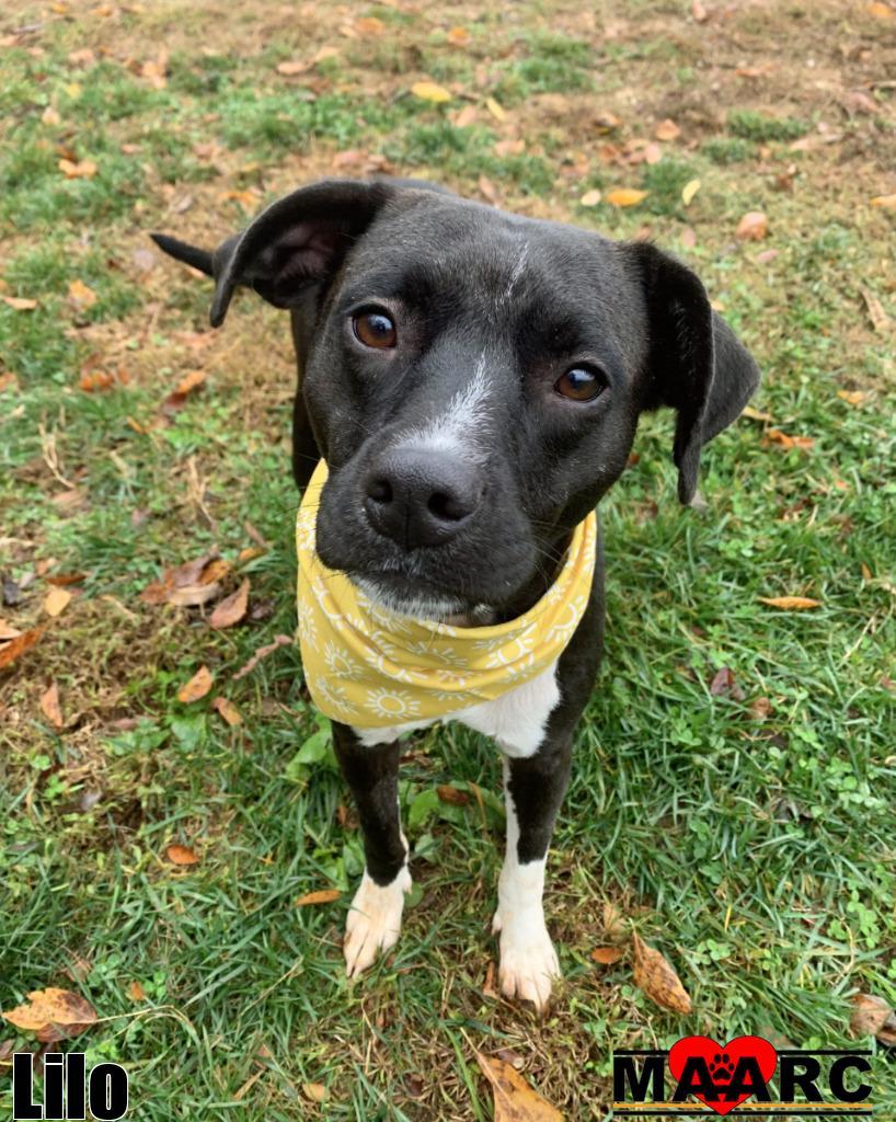 Lilo, a Adoptable Pit Bull Terrier in Maryville, TN image 1/6