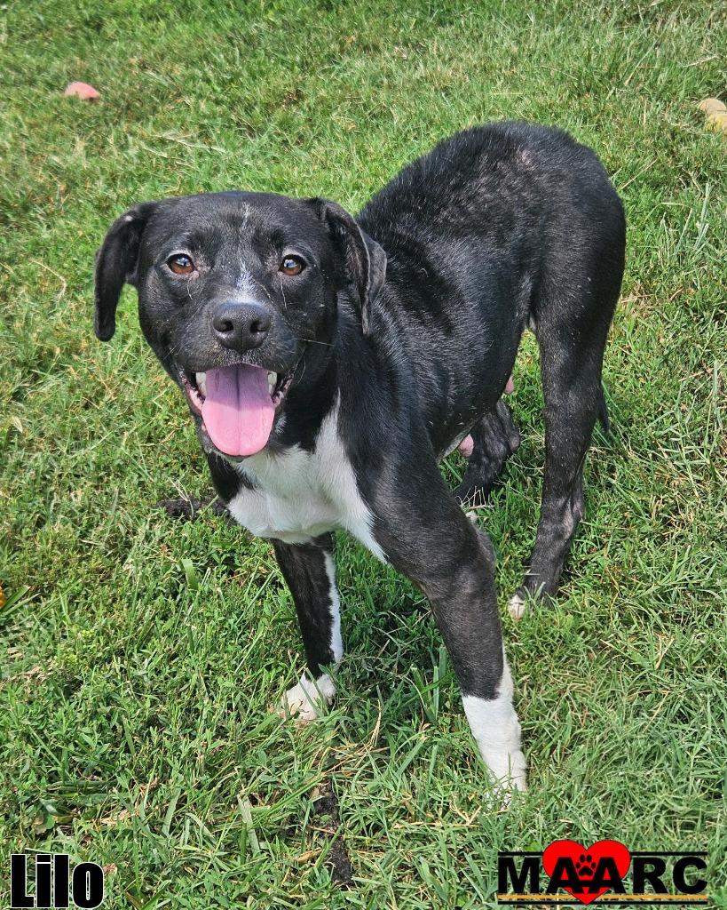 Lilo, a Adoptable Pit Bull Terrier in Maryville, TN image 2/6