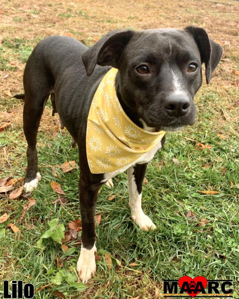 Lilo, a Adoptable Pit Bull Terrier in Maryville, TN image 3/6