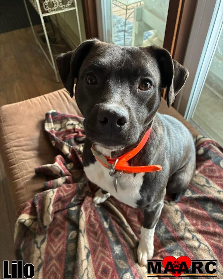 Lilo, a Adoptable Pit Bull Terrier in Maryville, TN image 4/6